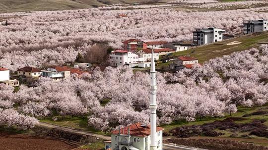 Geçen yıl zirai dondan etkilenen kayısı ağaçları çiçek açtı