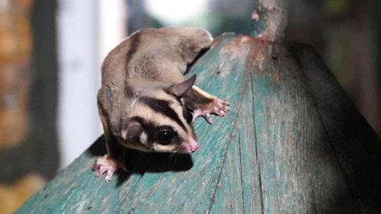 Kaçak bakılan 33 'uçan sincap' rehabilitasyona alındı