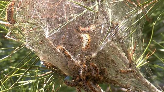 Ormanlarda sessiz tehlike; çam kese tırtılı uyarısı