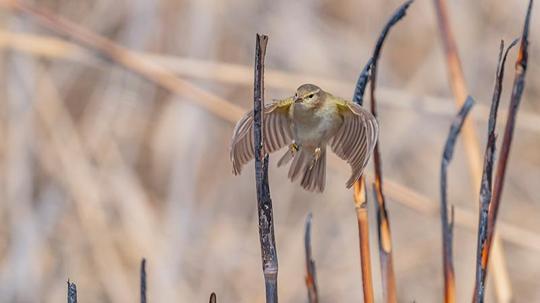İskandinav yarımadasından göçen çıvgın kuşu, Diyarbakır’da görüntülendi
