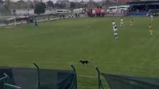 Sahaya giren köpek, maçın geçici olarak durmasına neden oldu