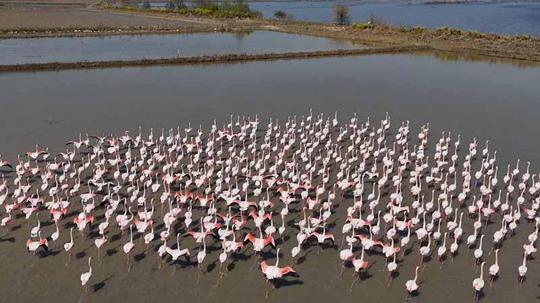 Aydın'da flamingolar için yemleme çalışması