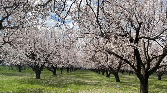 Kayısı ağaçları çiçek açtı, Iğdır Ovası beyaza büründü