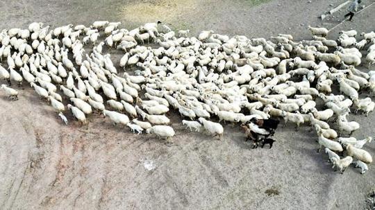 Kayseri’de 200 kuzu anneleri ile buluştu; o anlar dron kamerasında