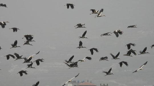 Göç yolundaki Hatay'da mola veren leylekler, sulak alanlar ve gökyüzünü kapladı