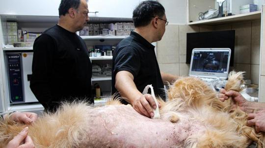 Yapay zeka destekli ultrason cihazıyla hayvan hastalıklarında erken teşhis