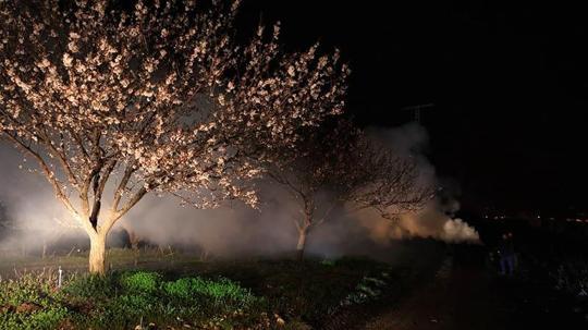 Kayısı üreticileri olası zirai don nöbetinde