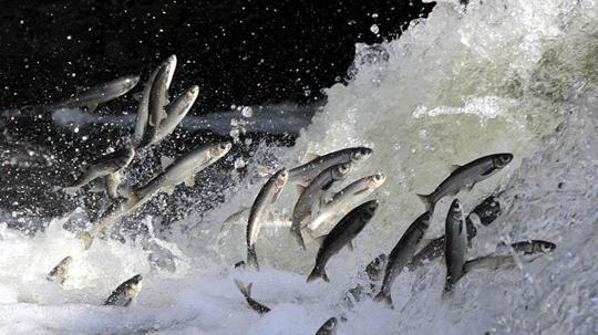Yağışlar yüz güldürdü, inci kefali üreme sezonuna güçlü giriyor