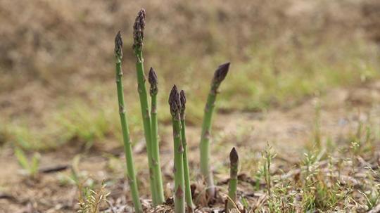 'Kuşkonmaz üretiminde İzmir'i birinci sıraya çıkarmak için gayret göstereceğiz'