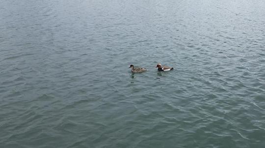 İlçeye ilk kez gelen 'elmabaşlar' için yuva çalışması