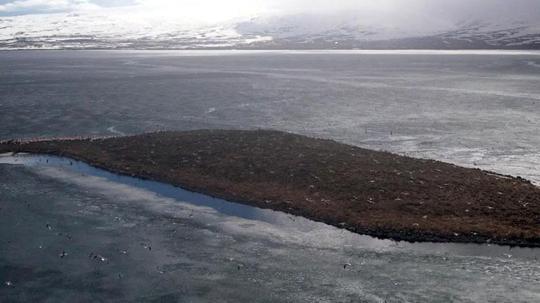 Çıldır Gölü, kuş cennetine döndü