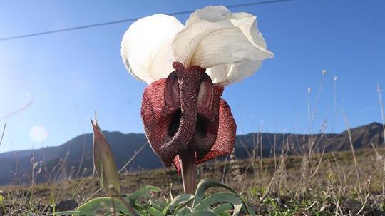 Kurt kulağı çiçekleri meraları süslüyor