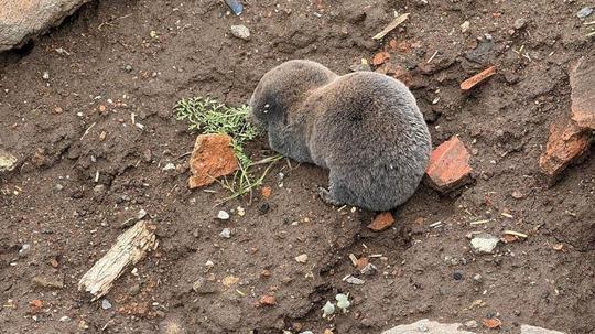 Sağanaklar sırasında yuvalarını su basan kör fareler yüzeye çıktı