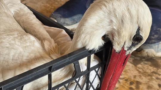 Hatay'da 2 ayda göç yolundaki 53 leylek vuruldu