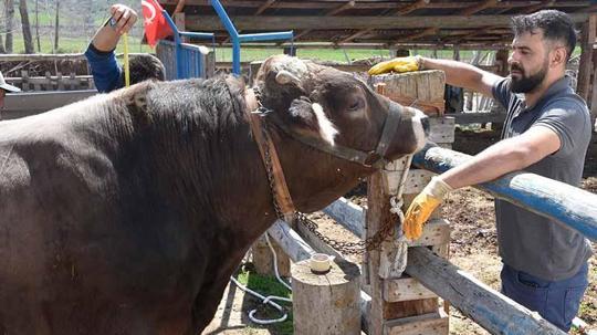 Besi çiftliğinin gözdesi 1 ton 180 kilo ağırlığındaki 'Poyraz', 435 bin TL'den alıcı bekliyor