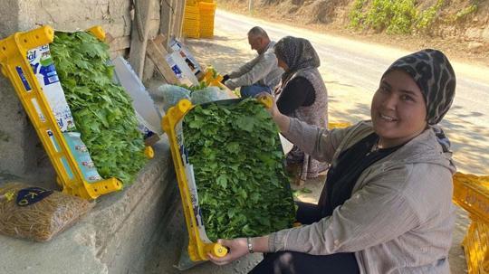 Alaşehir'de asma yaprağı üreticiye can suyu oldu