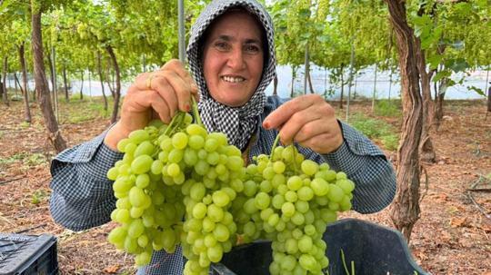 Mersin'de ilk hasadı yapılan üzüm, kilosu 600 TL’ye ihraç edildi