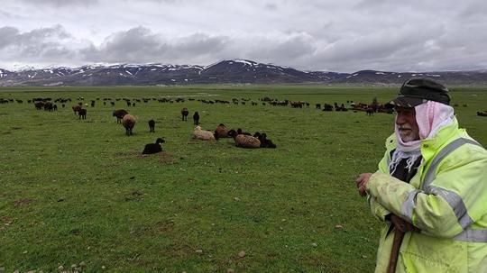 Kardan kapanan yaylalara çıkamayan besiciler, hayvanlarını ovada bekletiyor