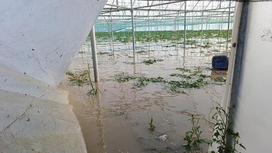 Amasya’da su taşkınları; seralar ve tarım arazileri zarar gördü