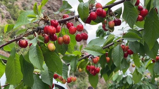 Artvin'de çiftçilerin gecikmeli kiraz mesaisi