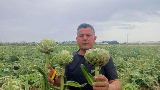 KKTC'de ilk kez yediği enginarı memleketinde üretti
