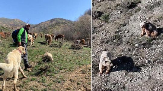 Dronla bozayıları sürüden uzaklaştırdı