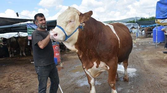 Kurban pazarının en büyüğü 'Haso Ağa', 480 bin TL'den satıldı