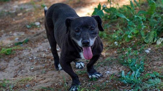 Engelli köpek 'Paytak' için sıcak yuva aranıyor