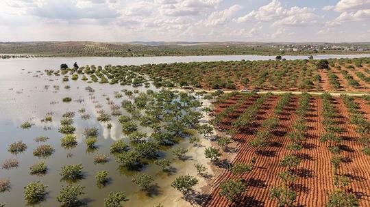 Su altında kalan fıstık bahçeleri dronla görüntülendi