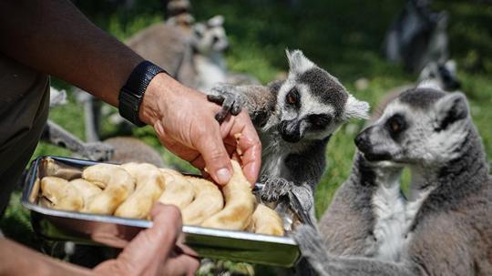 Bursa Hayvanat Bahçesi'nde penguenler klimalı odalarda, lemurlar ise soğuk meyveyle serinliyor
