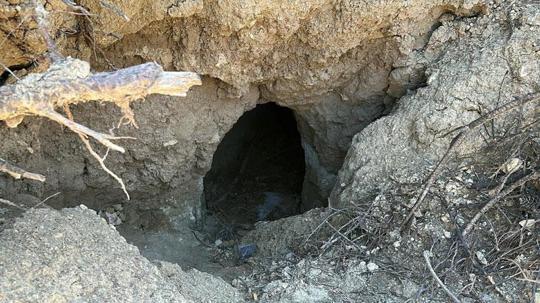 Orman yangınının ardından ortaya çıkan tümülüs definecilerin hedefi oldu
