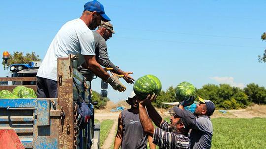 Adana’da karpuz hasadı sürüyor; kilosu 15 TL’ye kadar düştü