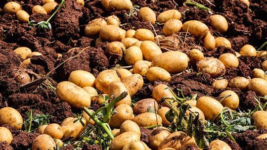 Adana’da patates hasadı; tarlada kilosu 20 TL'ye düştü