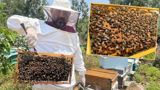 Arıcılara uyarı: Ambar hapından uzak durun, ölümcül olabilir