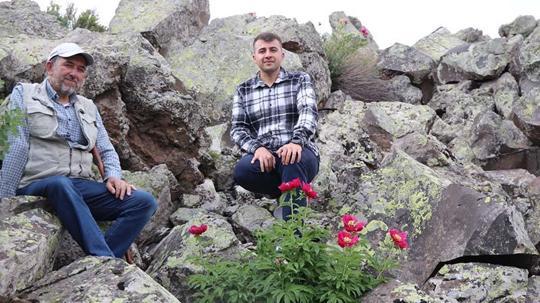 Erciyes Dağı eteklerinde şakayıklar ilk kez haziranda çiçek açtı; koparmanın cezası 699 bin TL