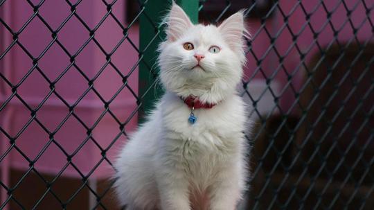 Van Kedi Villası'nda ilk dönem doğumlarda 100 yavru, bayramda 50 bin ziyaretçi