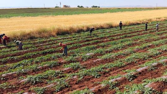 Dolunun vurduğu Diyarbakır karpuzunda hasat bu yıl gecikecek