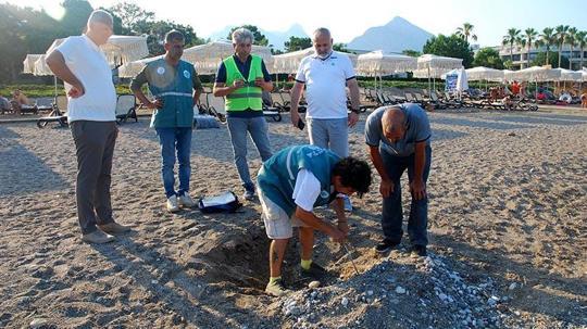 Kemer sahillerinde tespit edilen 38 deniz kaplumbağası yuvası korumaya alındı