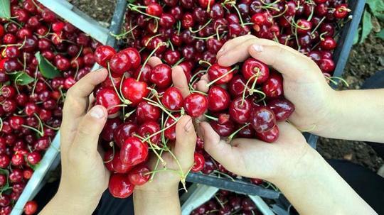 Gaziantep'te önce kuraklık sonra fırtınadan etkilenen kiraz, ihraç edilemeyecek