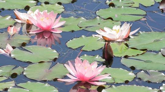 Koruma altındaki nilüferleri koparmanın cezası 699 bin 197 TL