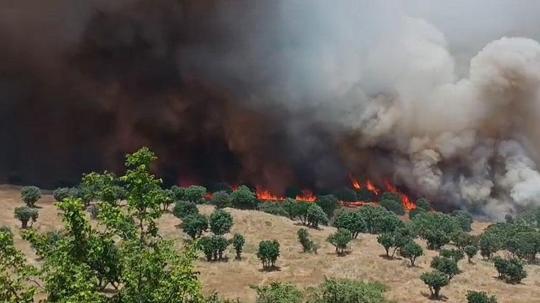 Diyarbakır’da 2 ayda çıkan yangınlarda 100 bin hektar alan zarar gördü