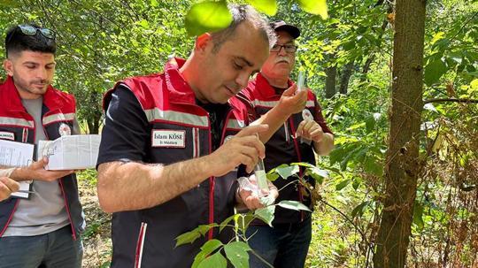 Edirne'de ‘kahverengi kokarca’ya karşı doğaya 728 ‘samuray arıcığı’ salındı