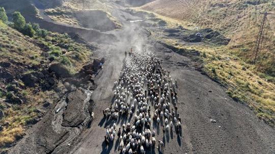 Nemrut’un eteklerinde sürülerin 'tozlu yolculuğu'