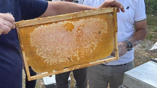 Yenice ıhlamur balında hasat başladı