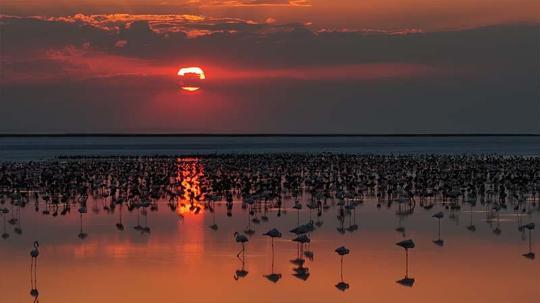 Son 5 yılın en yüksek yavru flamingo sayısına ulaşılan Tuz Gölü’nde eşsiz görüntüler