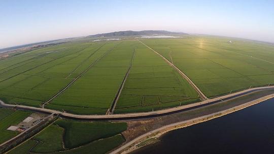 Edirne’de yeşile bürünen çeltik tarlaları havadan görüntülendi