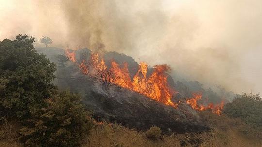 Manisa’da makilik alanda yangın