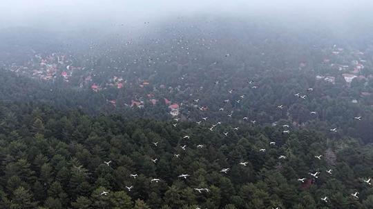 Göç yolundaki leylekler, Amanos Dağları'nda dron ile görüntülendi