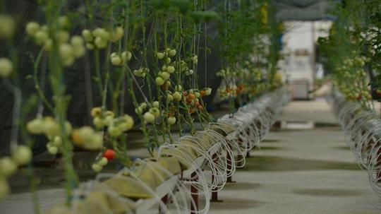 Çay atığı dövize dönüşecek; 'çaykopit’le üretimde ilk mahsuller alındı