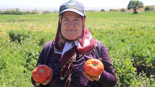 Ata tohumundan elde edilen Karahıdır domatesinde hasat 1 ay geç başladı